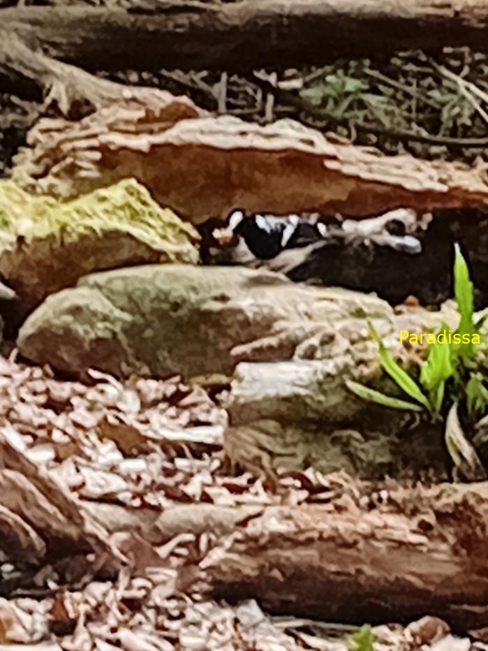 Spotted forktail Spotted forktail
