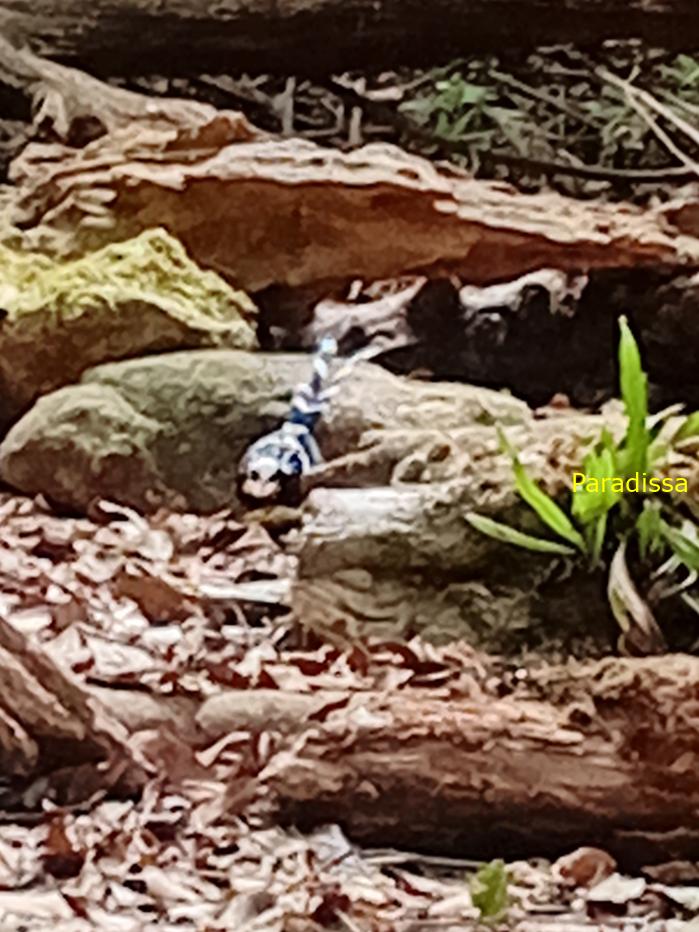 Spotted forktail Spotted forktail