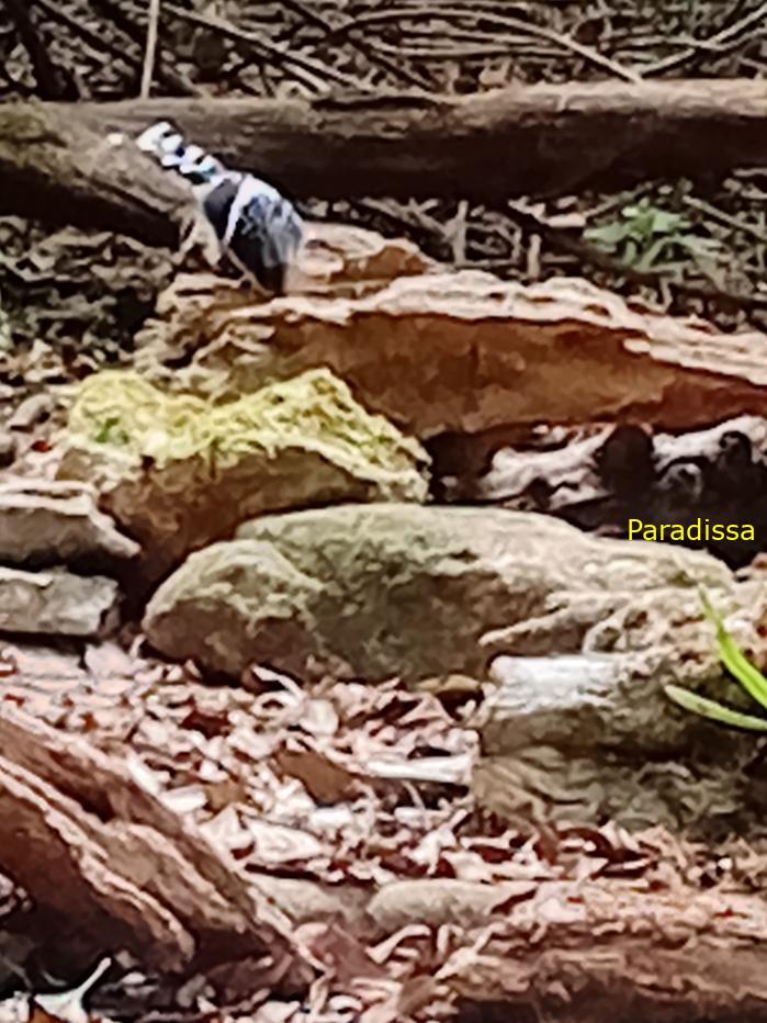 Spotted forktail Spotted forktail