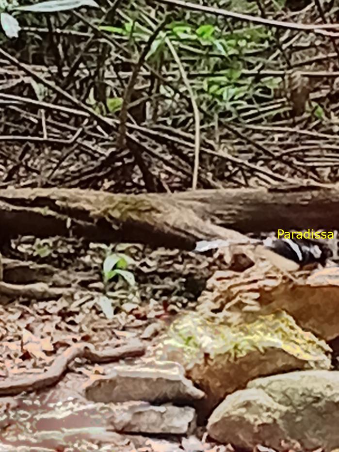 Spotted forktail Spotted forktail