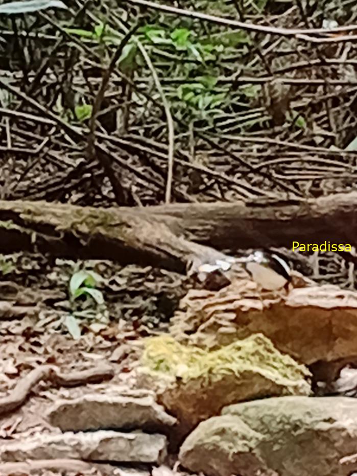 Spotted forktail Spotted forktail