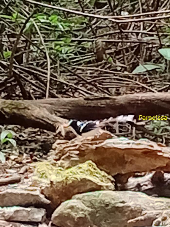 Spotted forktail Spotted forktail
