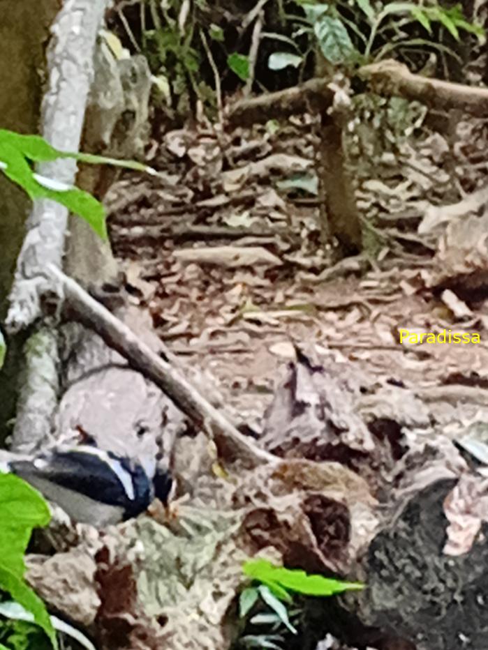 Spotted forktail Spotted forktail