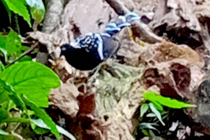 Spotted Forktail