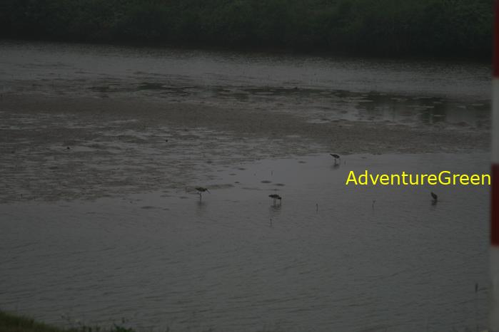 Black-tailed godwit at the Xuan Thuy National Park, Nam Dinh Province, Vietnam