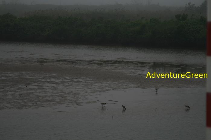 Black-tailed godwit at the Xuan Thuy National Park, Nam Dinh Province, Vietnam