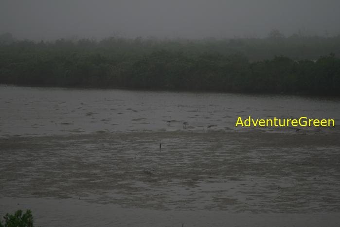 Black-tailed godwit at the Xuan Thuy National Park, Nam Dinh Province, Vietnam