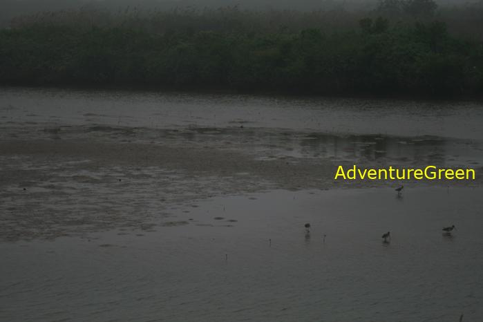 Black-tailed godwit at the Xuan Thuy National Park, Nam Dinh Province, Vietnam
