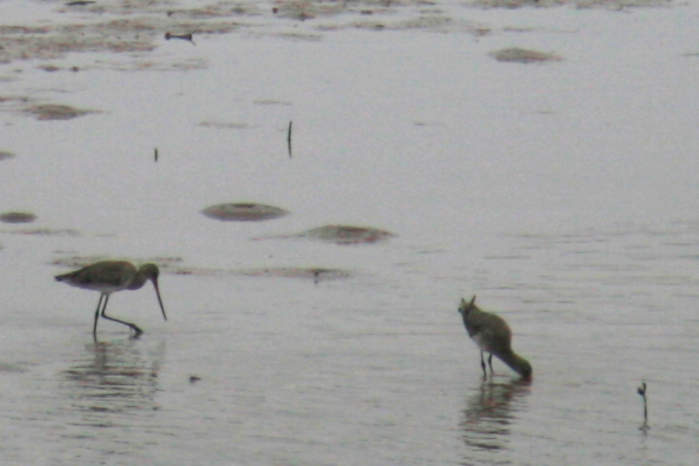 Black-tailed Godwit
