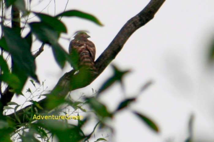 Crested Goshawk in Vietnam