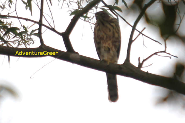 Crested Goshawk in Vietnam