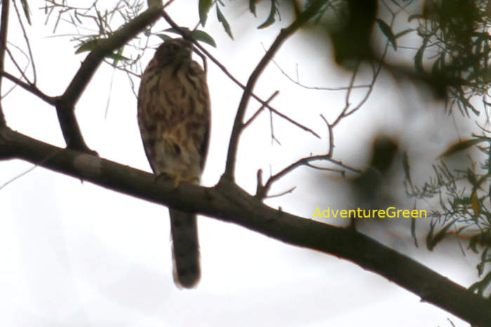 Crested Goshawk in Vietnam