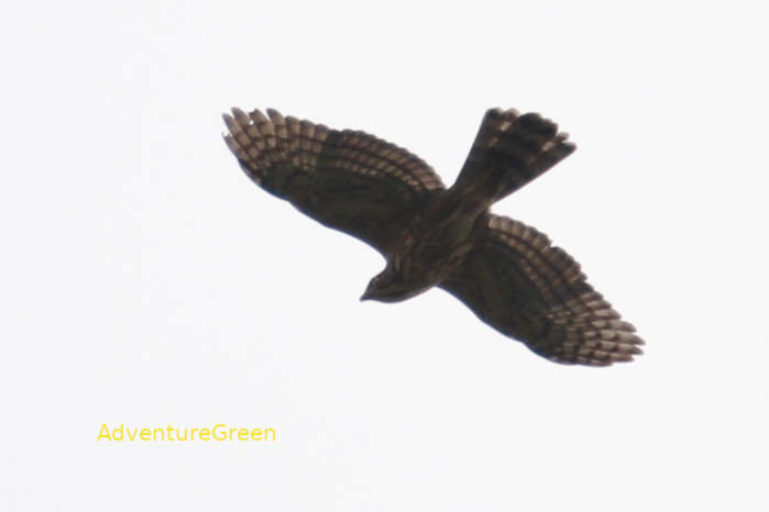 Crested Goshawk in Vietnam
