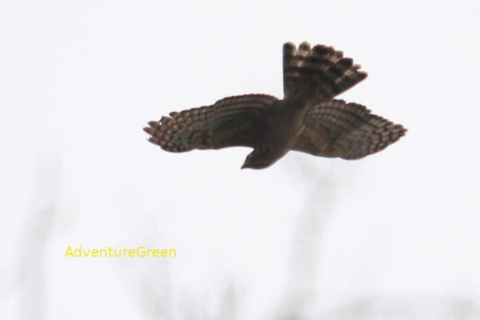 Crested Goshawk in Vietnam