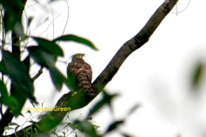 Crested Goshawk in Vietnam