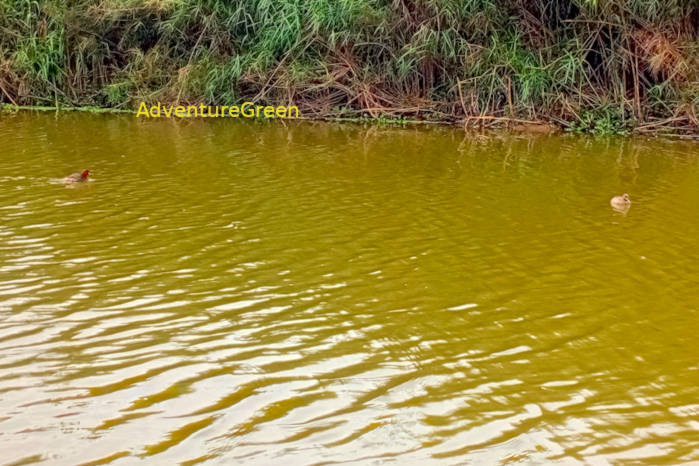 Little grebe at Van Long Vietnam