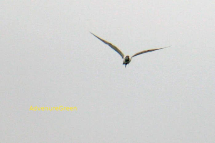 Brown-headed Gull in Vietnam