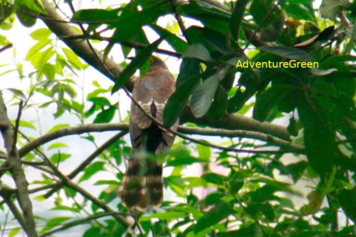 Large hawk-cuckoo in Vietnam in April 2026