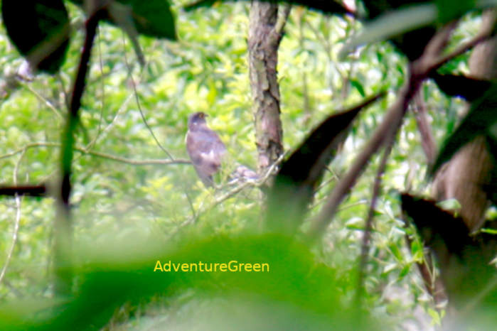 Large hawk-cuckoo in Vietnam in April & May 2026