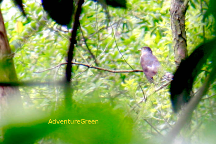 Large hawk-cuckoo in Vietnam in April 2026