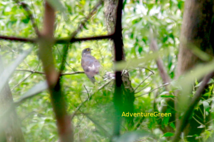 Large hawk-cuckoo in Vietnam in April 2026
