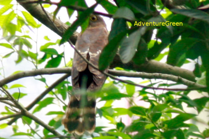 Large hawk-cuckoo in Vietnam in April 2026