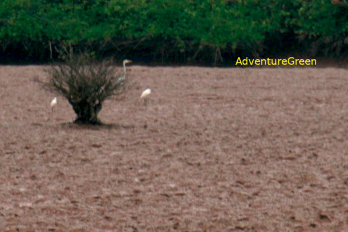 Grey heron in Vietnam