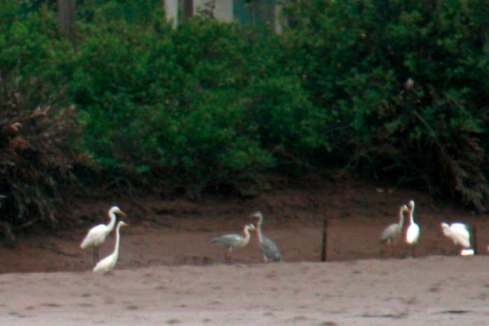 Grey herons, little egret and medium egret at the Xuan Thuy National Park Vietnam