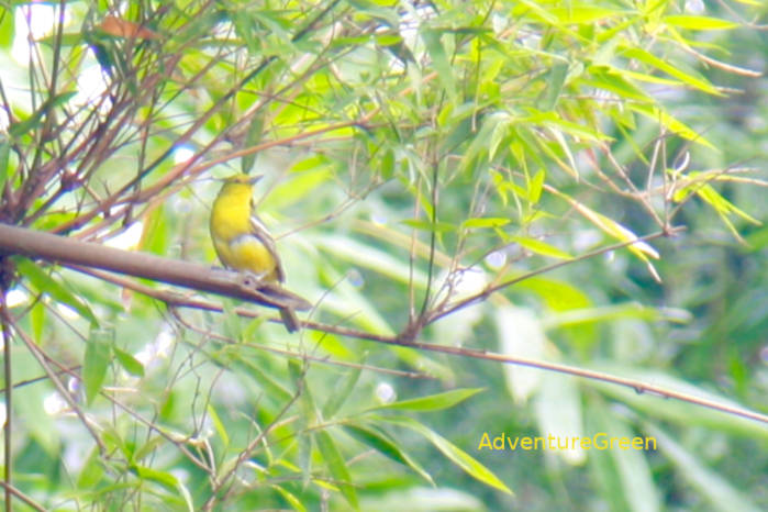 Common Iora in Vietnam