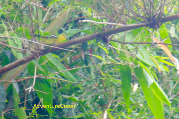 Common Iora in Vietnam