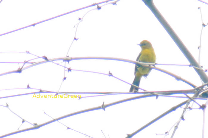 Common iora in Vietnam