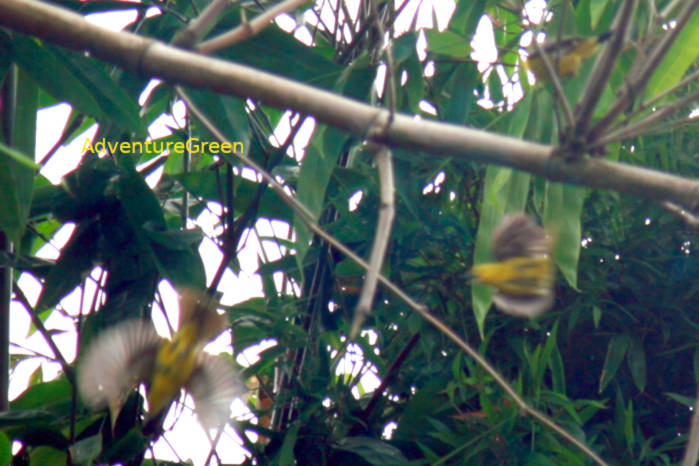 Common iora in Vietnam