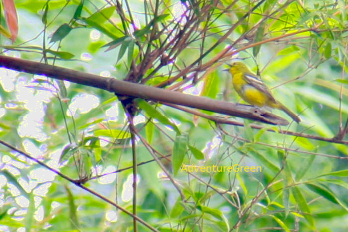 Common iora in Vietnam