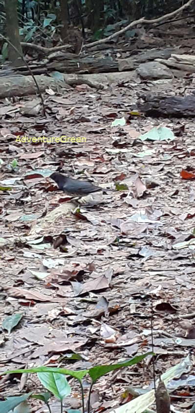 A male Japanese thrush at the Cuc Phuong National Park Vietnam