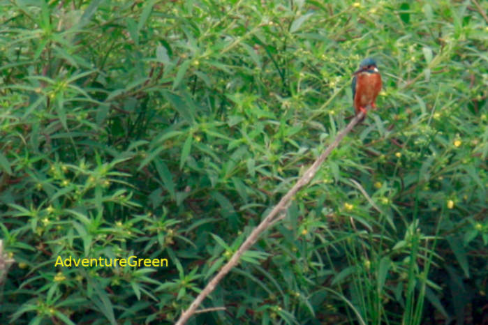Common kingfisher in Vietnam