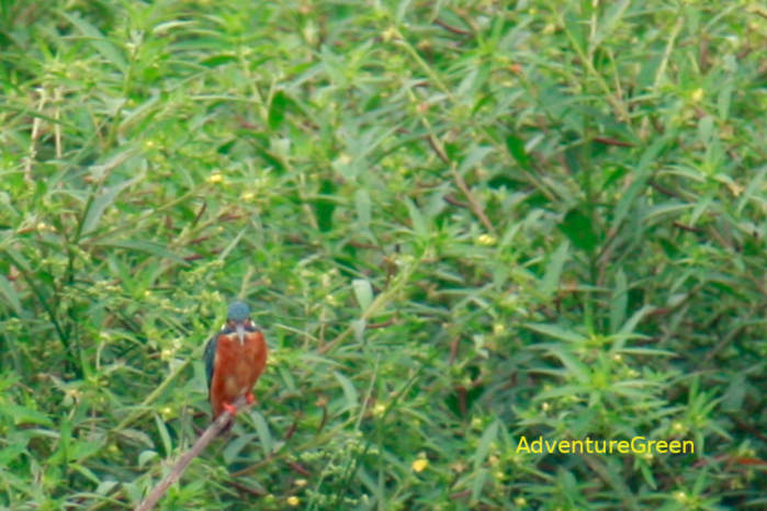 Common kingfisher in Vietnam