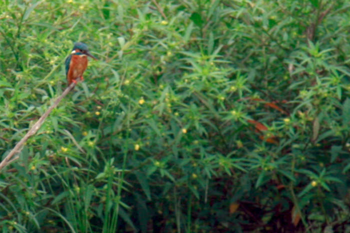 Common kingfisher in Vietnam