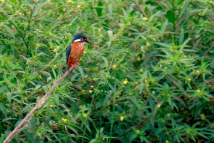 Common kingfisher in Vietnam