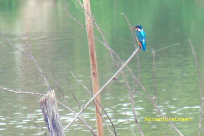 Common kingfisher in Vietnam