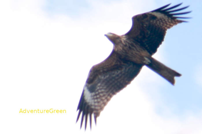 Black Kite in Vietnam