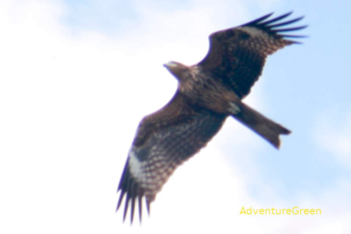 Black Kite in Vietnam