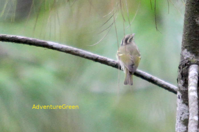 Claudia's leaf warbler in Vietnam