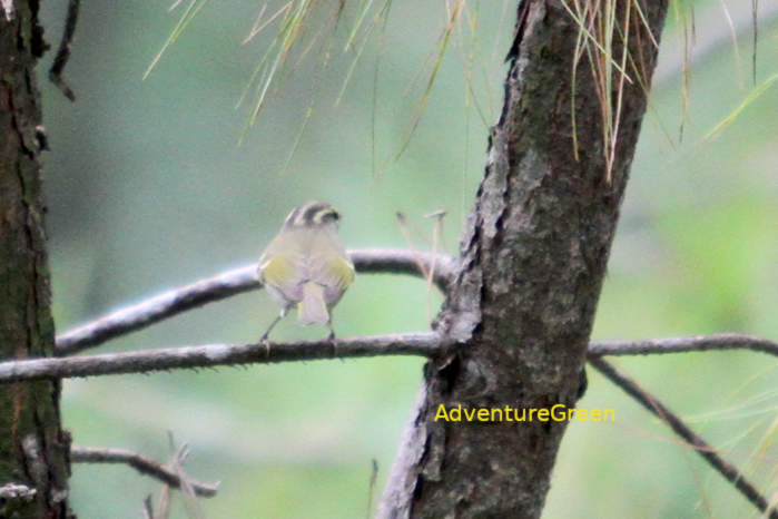 Claudia's leaf warbler in Vietnam