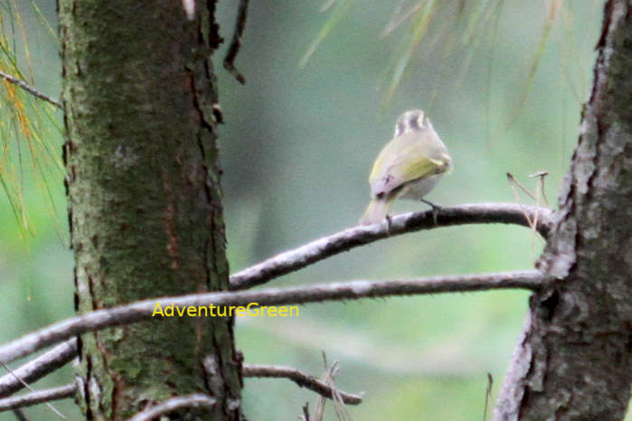 Claudia's Leaf Warbler in Vietnam