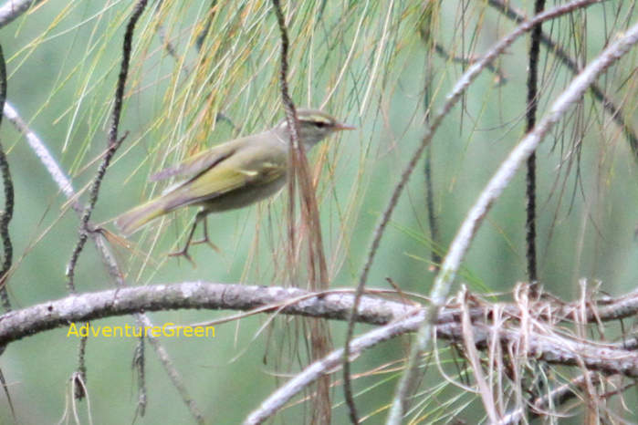 Claudia's leaf warbler in Vietnam