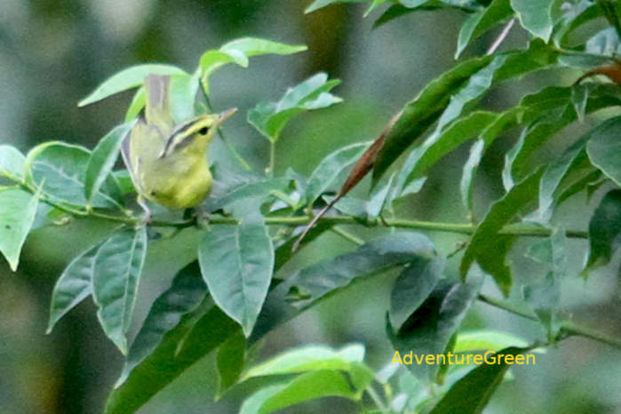 Limestone Leaf Warbler in Vietnam
