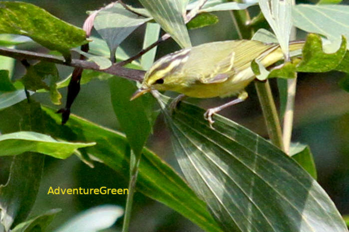 Limestone Leaf Warbler in Vietnam