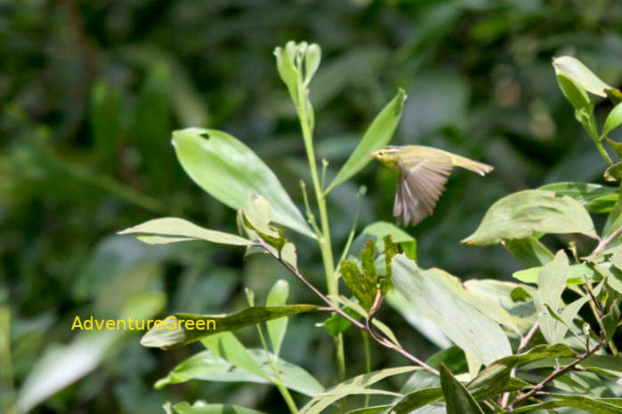 Limestone Leaf Warbler in Vietnam