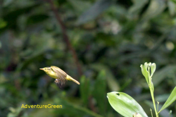 Limestone Leaf Warbler in Vietnam