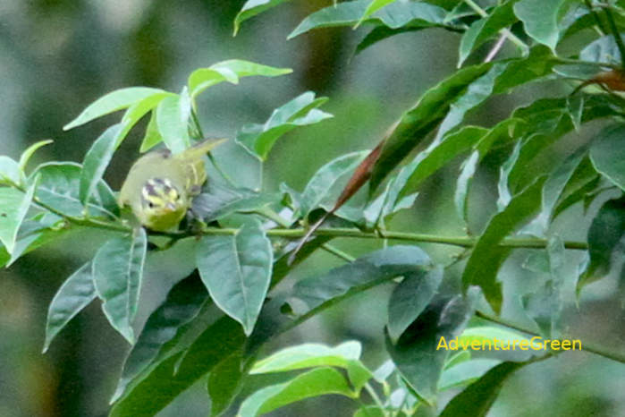 Limestone Leaf Warbler in Vietnam
